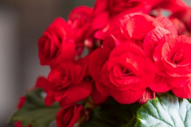 Begonia Elatior Variety Thumbnail Halo.jpeg